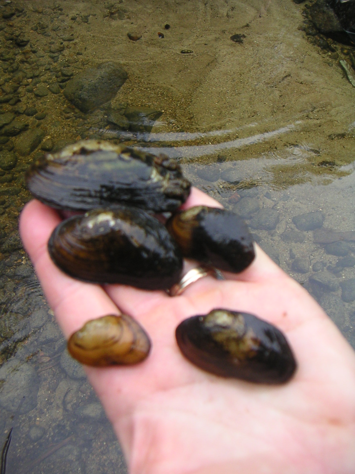 Friends of the Suncook River New Hampshire